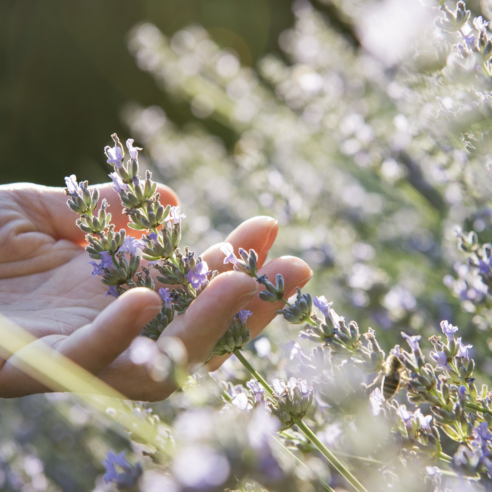 4-Sterne-Hotel Lamm am Fuße der Seiser Alm Hand berührt Lavendelblüten in einem sonnigen Garten